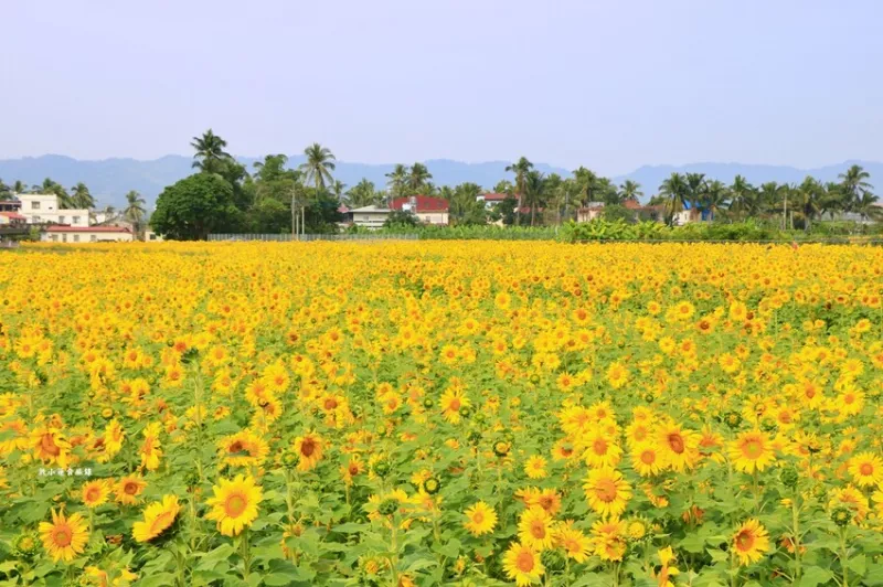 杉林花海?冬季出遊賞花行，占地29公頃的花海美景，向日葵、波斯菊、百日菊、燦爛登場 - 敦 小 蓮の食旅錄