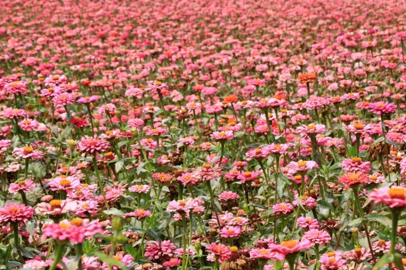 美濃牛角灣?；?美濃冬季最美的花海園，賞花期短暫花田將陸續翻耕 - 敦 小 蓮の食旅錄