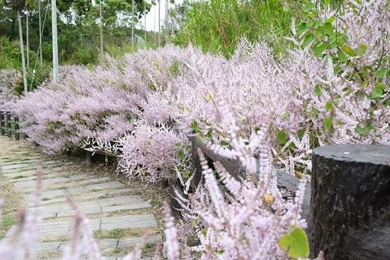 [南投?鹿谷]清水溝溪麝香木花道