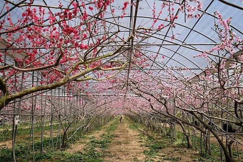 2024年梅峰農(nóng)場-春之饗宴﹝桃花廊﹞