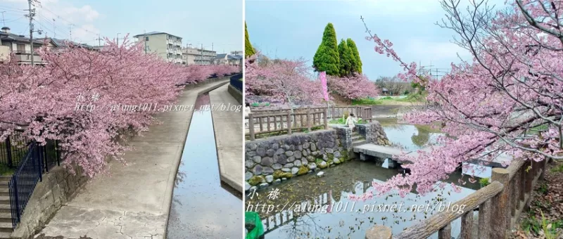 粉紅炸開!!  / 淀の河津櫻2024 / 京都伏見淀水路