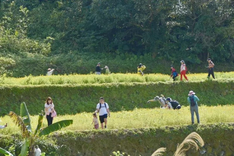 【臺北貓空。樂遊趣】臺北親子旅遊熱門景點 貓空必看的美麗景致 樟樹步道 魯冰花海 水車 牛車 搭貓纜  愛就與我一起快樂GO !