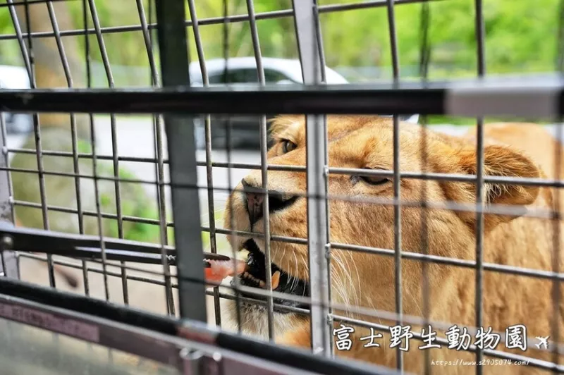 日本日本靜岡-富士野生動物園?近距離看動物?還可以餵獅子哦