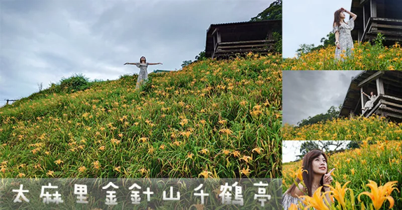 【臺東景點】臺東太麻里金針花最新花況，金針花開跑嚕!每年8~9月是臺東金針花盛開的季節，沒想到8月初在金針山上的千鶴亭可以看到開了一大片的金針花海呀!。太麻里金針花