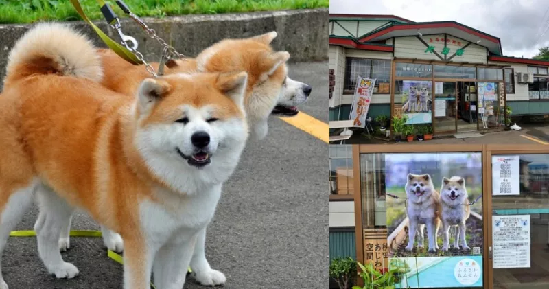 日本【秋田旅遊】古澤溫泉光葉館，與超萌秋田犬的近距離接觸