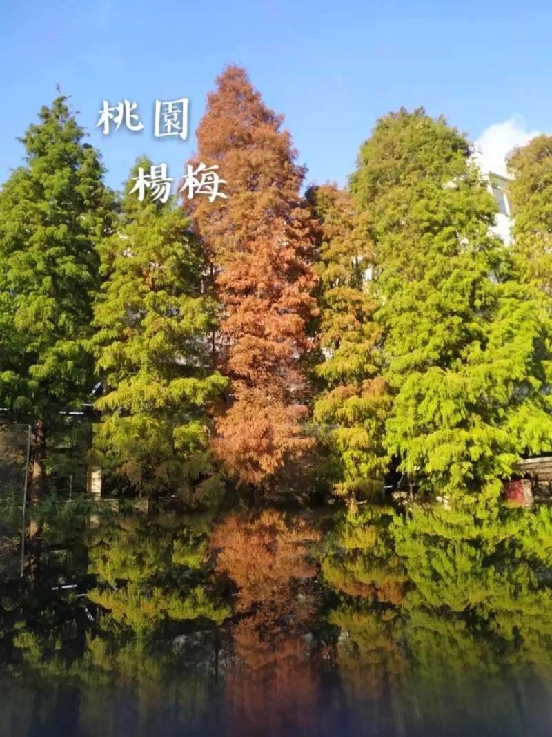 ［桃園景點］|免門票景點|讓你身處歐式宮廷玫瑰花園及落羽松環(huán)抱的觀光工廠【楊梅雅聞魅力博覽館】