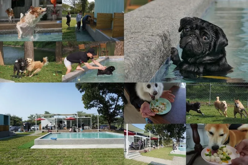 毛小孩遊樂園 戲水池 草皮綠地 寵物餐~還能洗澎澎 白色貨櫃屋好好拍 巴吉劃水寵物泳池 Paddle Dog Café