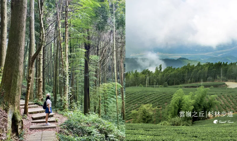 漫步竹林與杉林之間 | 360度眺望山嵐與茶園之美 | 五元兩角. 杉林步道. 雲嶺之丘