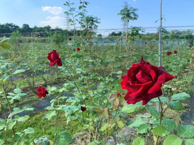 一起吃花去！跟著「瑰」蜜來一趟大花農(nóng)場玫瑰小旅行