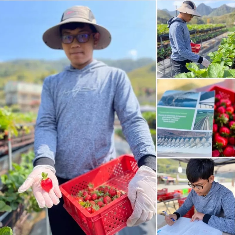 大湖草莓季《全興草莓農(nóng)場》陽光照射之下顯得晶瑩剔透