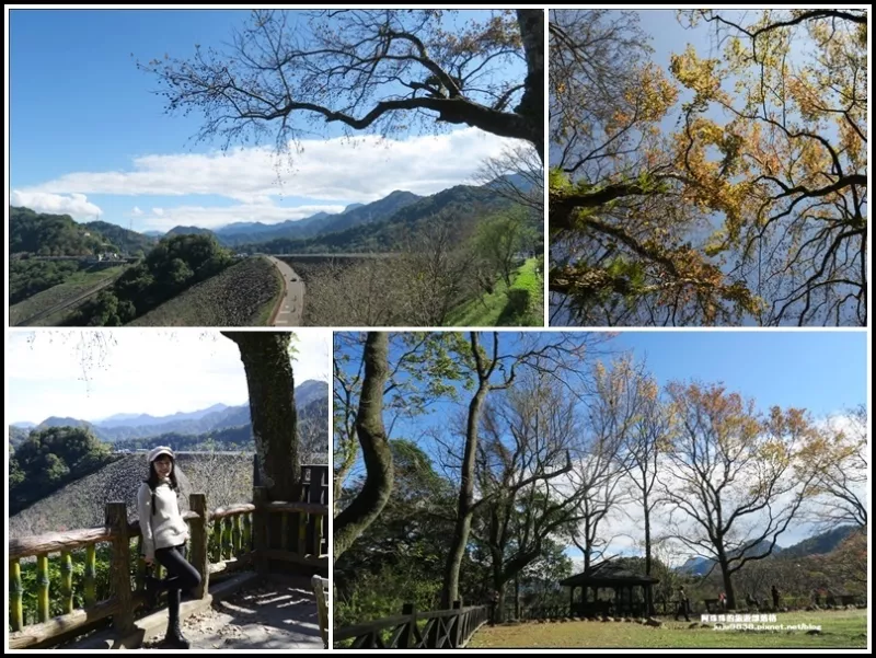 桃園。漫步石門水庫楓林步道｜探壩頂好楓光｜溪州公園賞落羽松