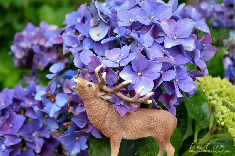 
繡球花季Hydrangea。臺北陽明山竹子湖高家繡球花田水車寮步道
