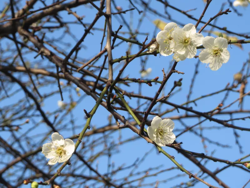 ＂逸仙公園＂：暗香浮動庭園間，經數朵梅花妝點後更出色的庭園之美