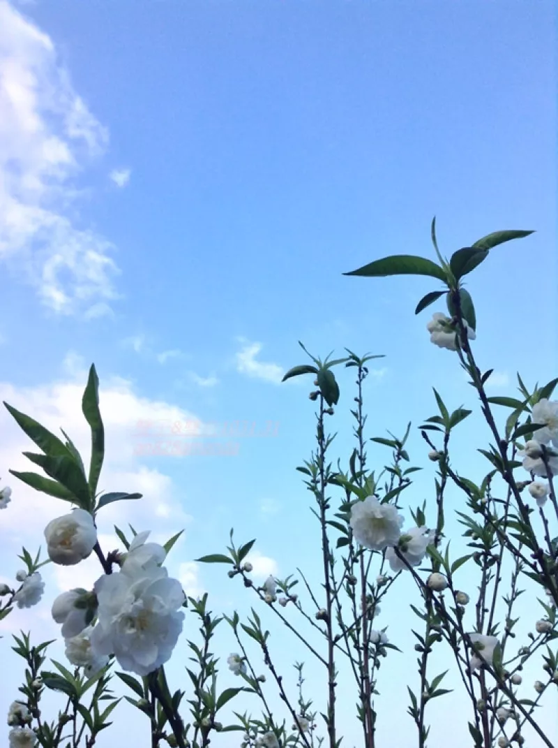 木柵老泉里杏花林盛開.望遠亭俯瞰臺北市