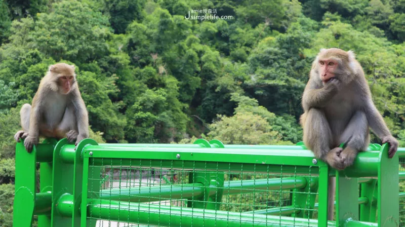 臺(tái)東｜東河慢旅 × 登仙橋遊憩區(qū)，進(jìn)入幽靜山谷，巡訪臺(tái)灣獼猴住處、天然後花園