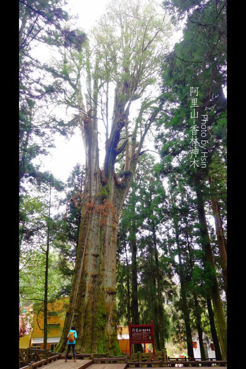 【嘉義】阿里山森林遊樂區，沼平車站->神木車站，姊妹潭、香林神木