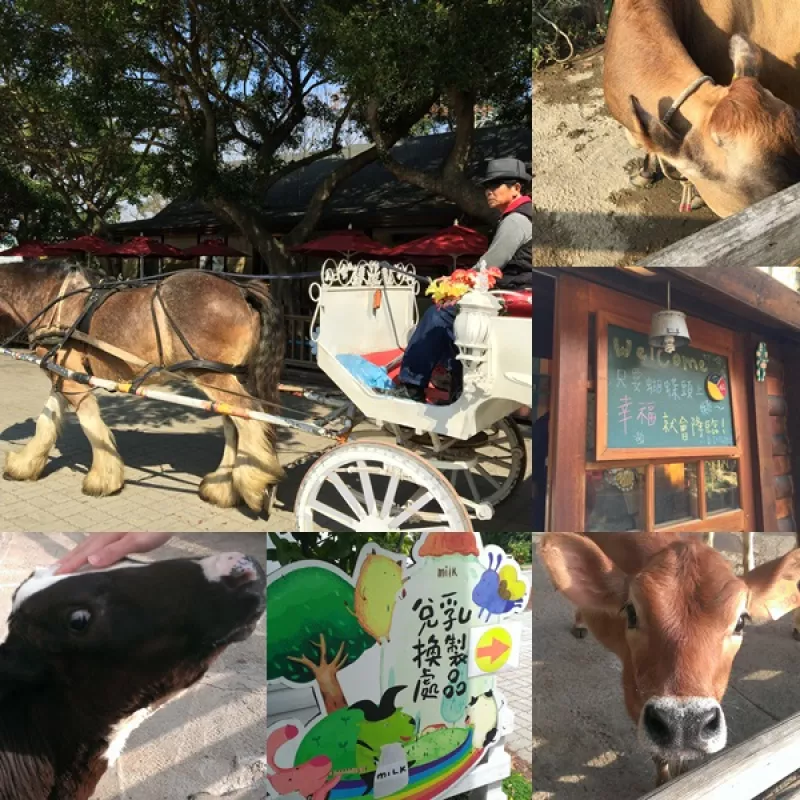 與動物零距離相處的好地方【飛牛牧場】