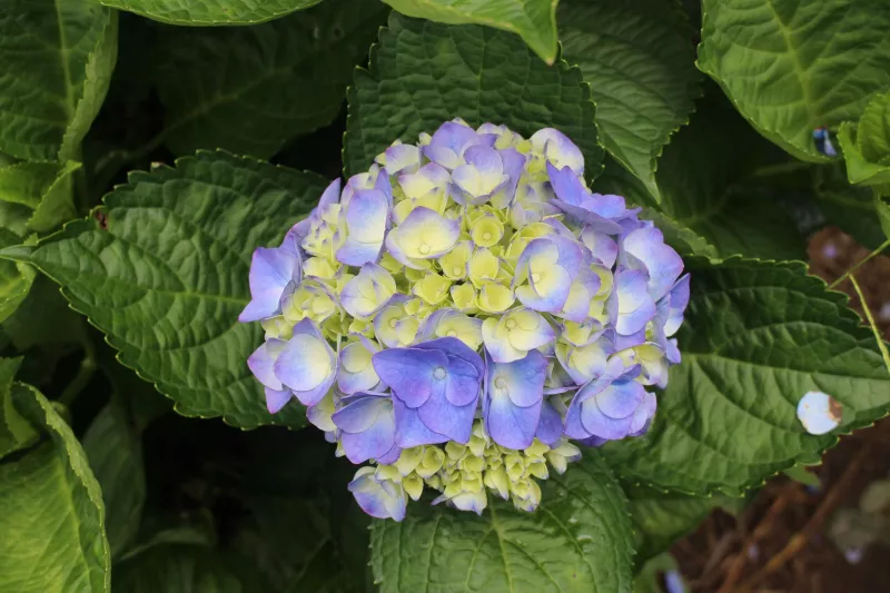 來去竹子湖看欣賞繡球花