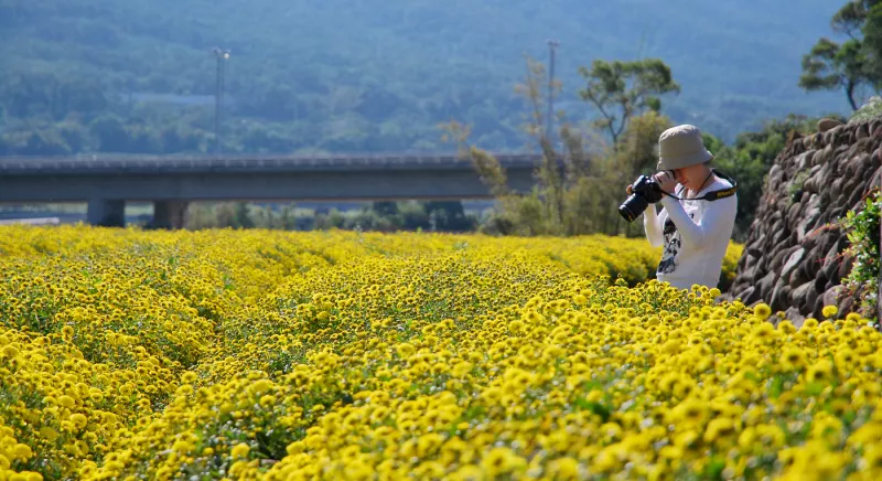 時(shí)間之歌 * 苗栗 . 銅鑼杭菊芋頭節(jié)