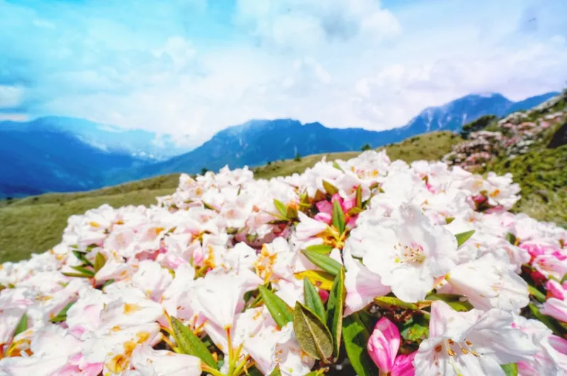 【山林秘境_合歡山_黑色奇萊_小奇萊大草原_高山杜鵑】｜臺灣_南投縣_國內旅遊】