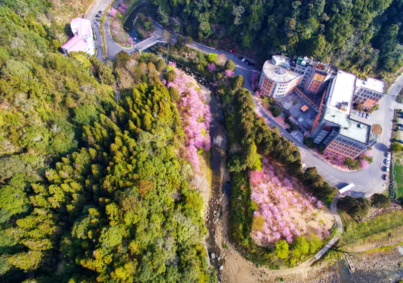 秘藏 . 粉櫻山谷の春 * 南投竹山 . 杉林溪森林生態(tài)渡假園區(qū) ( 櫻花季 )