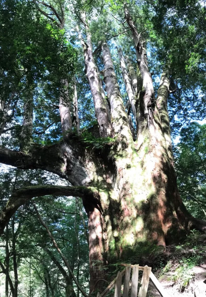 【鎮西堡_登山行程_神木的故鄉_B區神木群_尖石鄉】｜臺灣_新竹縣_國內旅遊