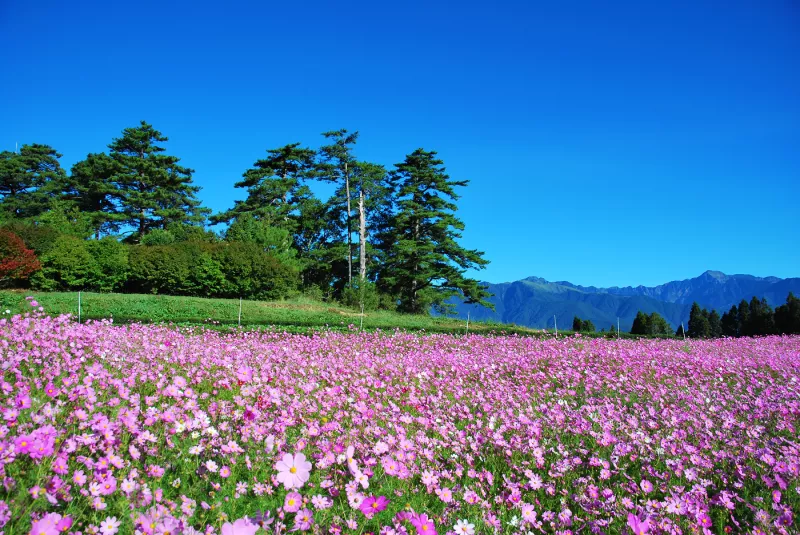 秋 の 花語 * 臺(tái)中和平 . 福壽山農(nóng)場(chǎng) ( 高山波斯菊季 )