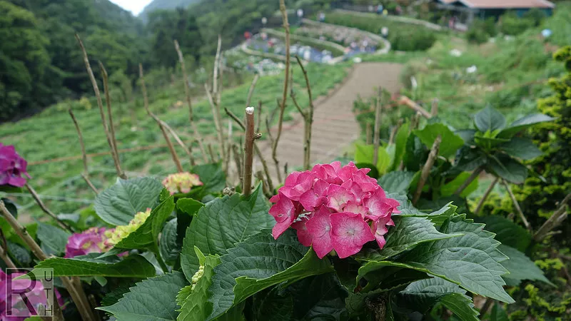 娜丹小姐【陽明山 花季】竹子湖大梯田繡球花/陽明山花季/繡球花田/情人拍拖好去處