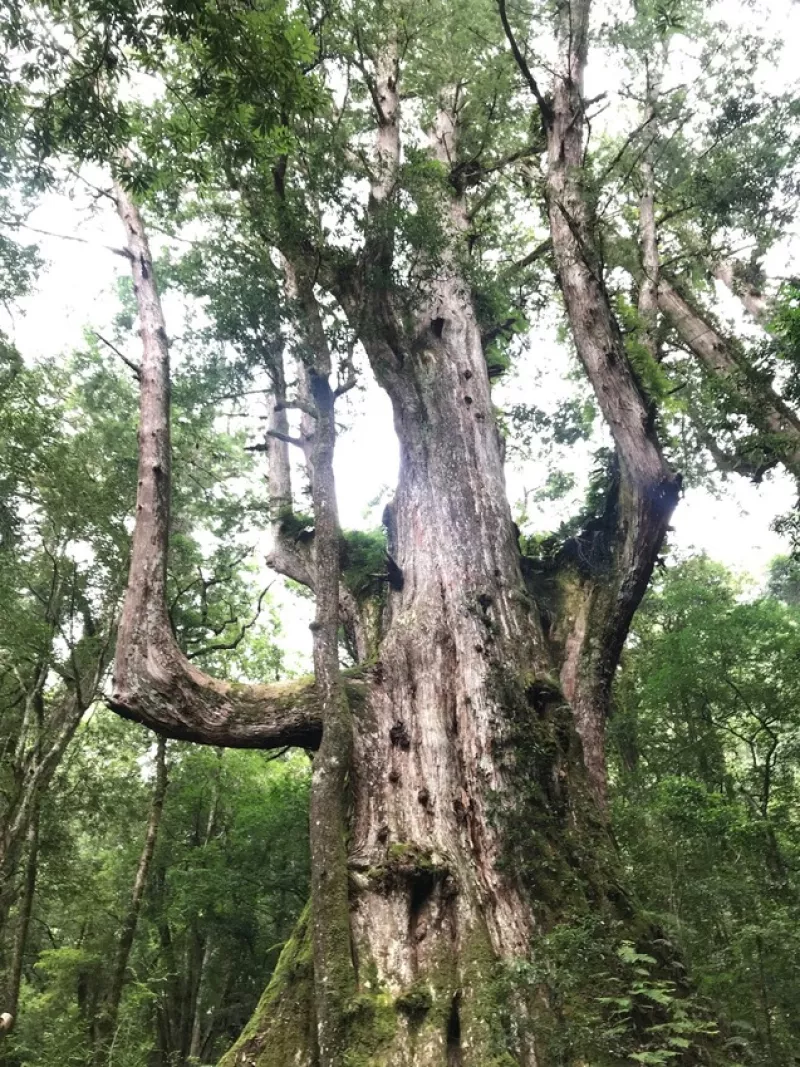 【司馬庫斯_登山行程_上帝的部落_巨木群_尖石鄉】｜臺灣_新竹縣_國內旅遊