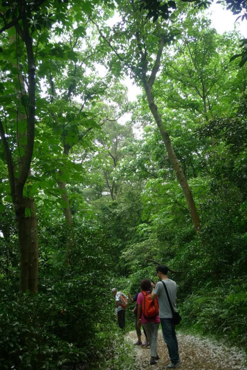 湖口仁和步道。賞桐去，意外享受花雨的洗禮