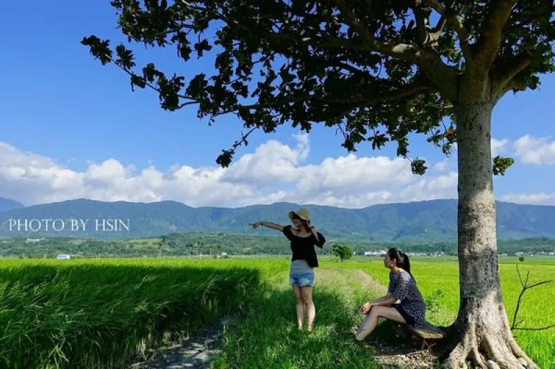 【臺東】賢情玉緻民宿，享受被稻田包圍的幸福感，尋找池上原味美食