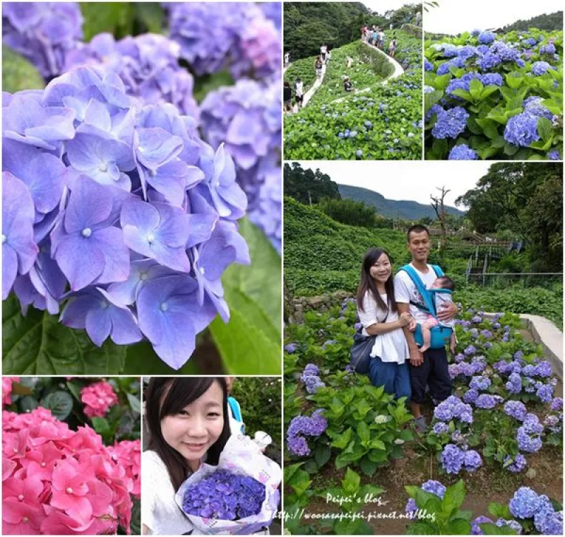 【陽明山。大梯田花卉生態農園】美麗的繡球花盛開中