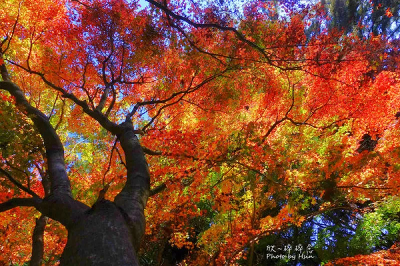 【臺中、南投】臺八線108K紅楓之谷落葉滿滿，福壽山松廬楓還未紅已落葉