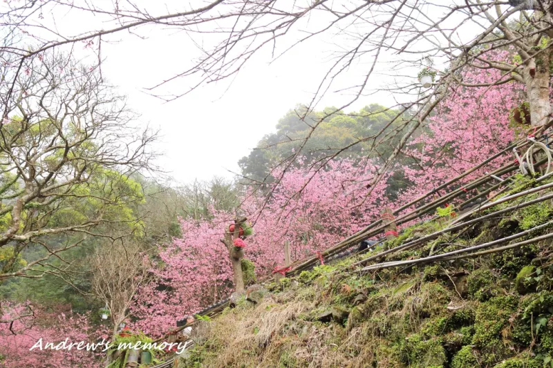 【新北．淡水】楓樹湖櫻花秘境，原來盡頭藏有現(xiàn)代櫻花源！