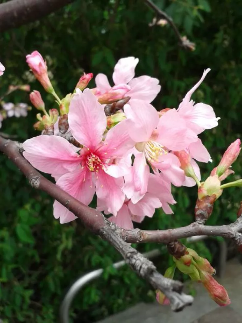 [新北]土城區~希望之河~左岸賞櫻趣(2015/03/21花況)