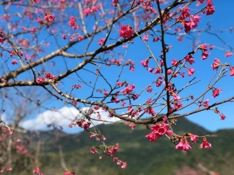 春季的大同鄉(xiāng)，粉色雪花的節(jié)慶；2020大同櫻花季【開幕儀式安排、活動(dòng)執(zhí)行、活動(dòng)企劃、活動(dòng)宣傳、活動(dòng)現(xiàn)場(chǎng)布置】