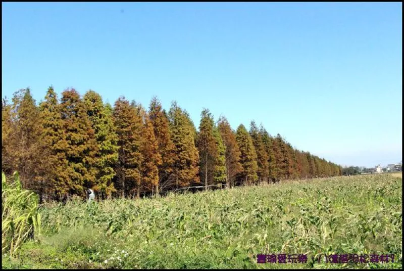 【桃園。八德】八德落羽松森林有如一幅畫怎麼拍都美／宵裡池湖邊落羽松／