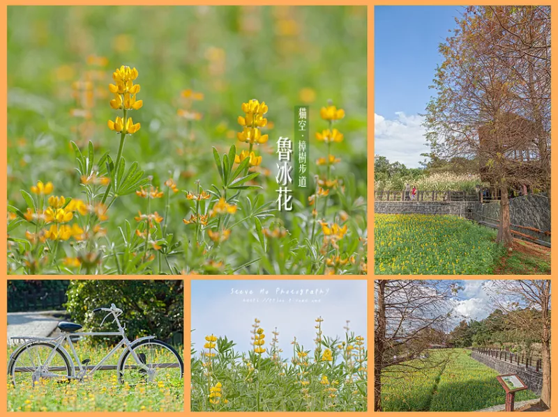 【貓空】樟樹步道．魯冰花。黃金花海，落羽松