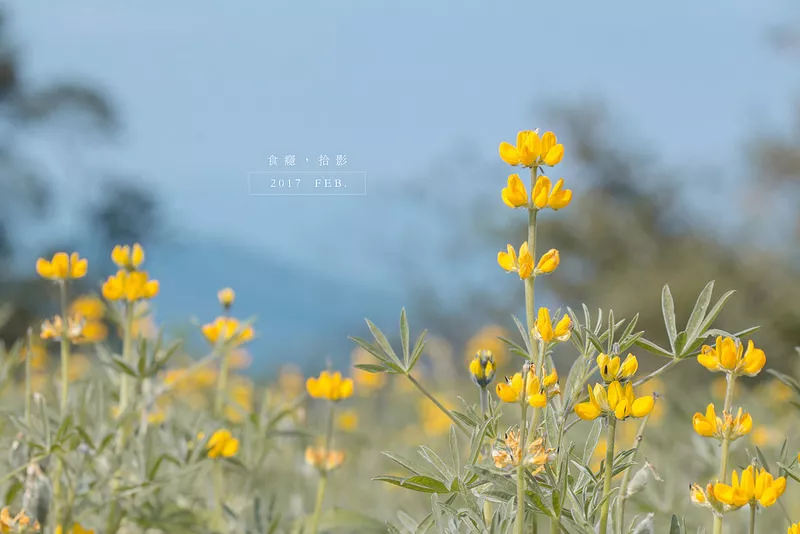 [拾影-臺北]貓空樟樹步道魯冰花海｜閃閃淚光，木柵山上的金色魯冰花田