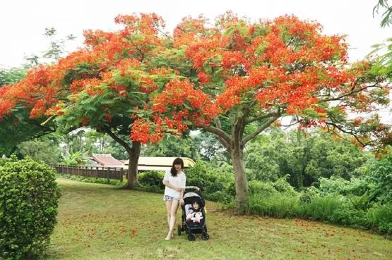 (食記)苗栗造橋/綠池庭園餐廳，鐵道鳳凰木、池塘、餵鴨、草皮，親子旅遊好地方