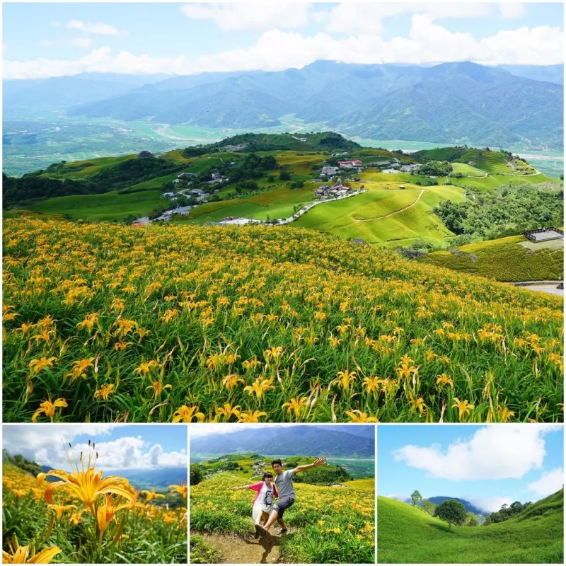 ▌得體夫婦花蓮 ▌滿山滿谷的金黃色花朵。六十石山金針花季