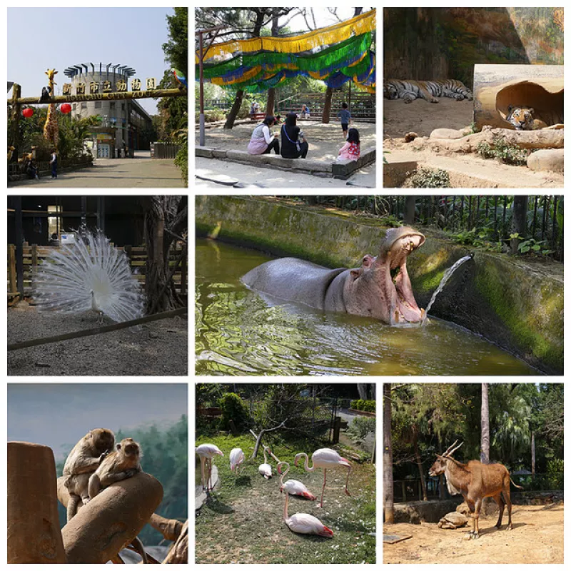 【宇哥去新竹】東區(qū)的新竹動(dòng)物園，全臺最古老的動(dòng)物園，創(chuàng)園於民國25年，是很多人小時(shí)候的回憶唷~一個(gè)小巧可愛有點(diǎn)歷史和味道的動(dòng)物園