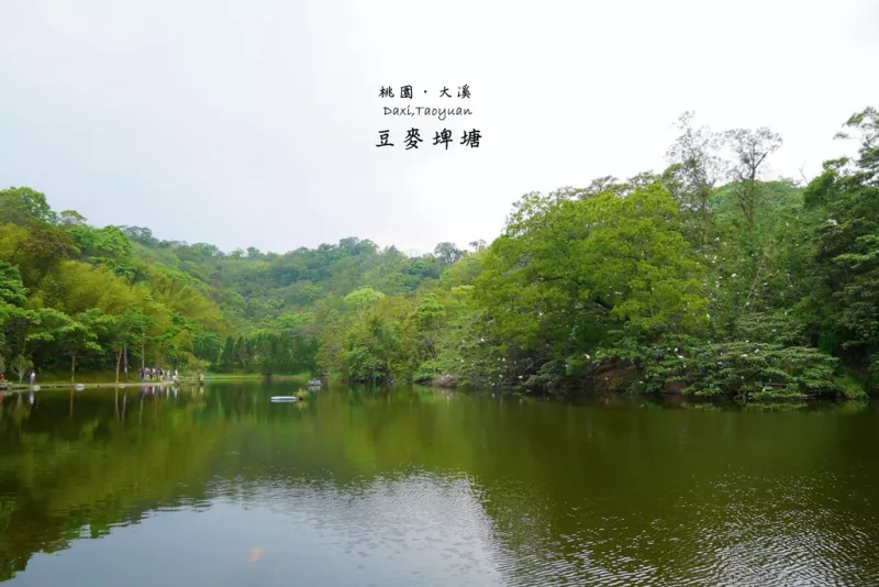 【桃園大溪】豆麥埤塘生態公園 | 童話般綠茵湖光美景，上千白鷺鷥棲息的迷你版雲山水祕境