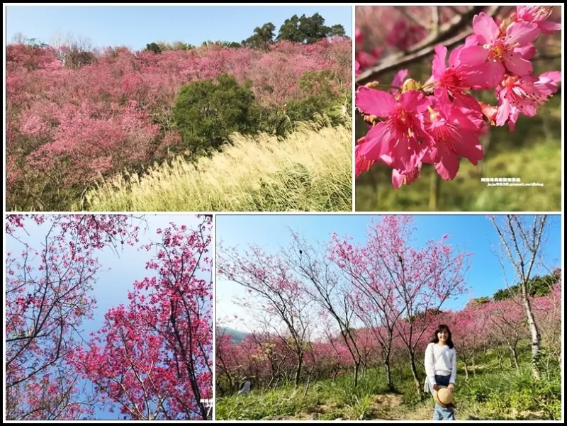 楊梅。秀才登山步道滿山遍野浪漫山櫻花展風情