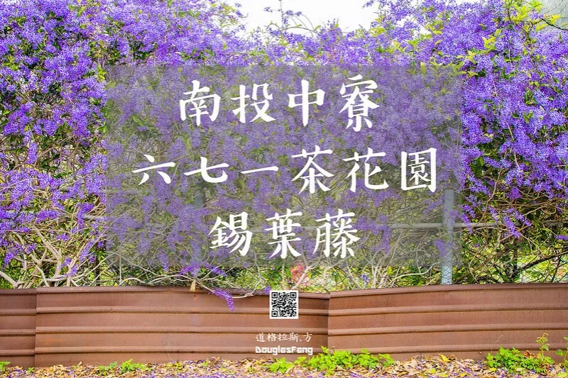 【遊記│南投中寮】六七一茶花園錫葉藤/已成回憶的美景