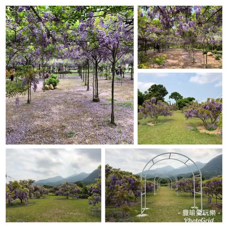 【賞花。淡水】2018紫爆了淡水紫藤花咖啡園二館(水源園區)來場紫色浪漫的約會吧。