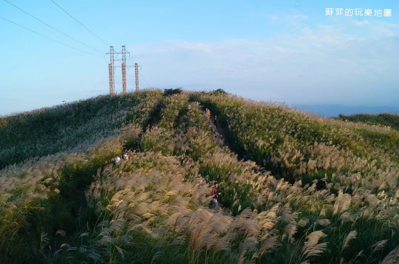 樹林三角埔頂山-芒花迎風搖曳唯美夢幻,網美們最愛的賞芒祕境