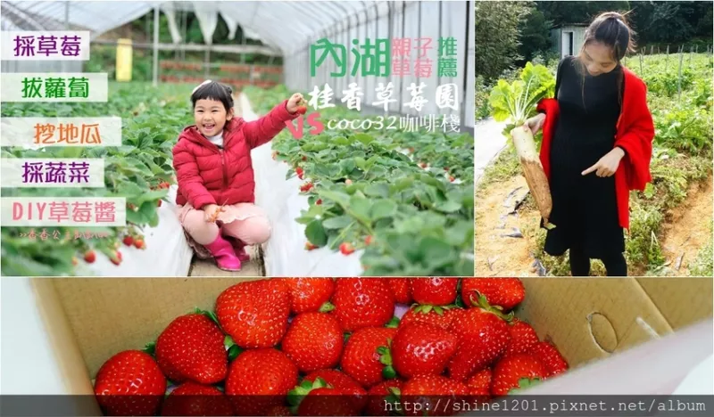 內湖採草莓/美食.臺北春節景點推薦｜桂香草莓園採草莓.拔蘿蔔&COCO32咖啡棧