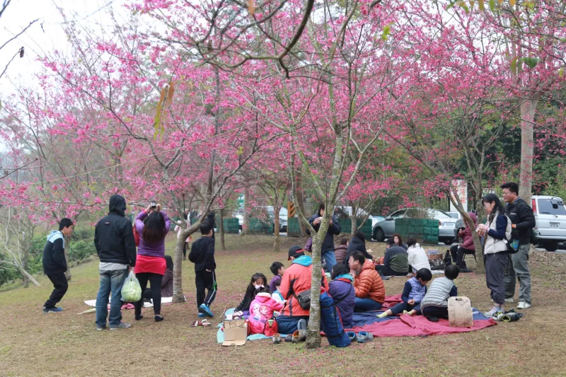 南投鹿谷「石馬公園」櫻花樹下野餐去！ 祈福竹片、情人鎖一起許下愛情諾言！