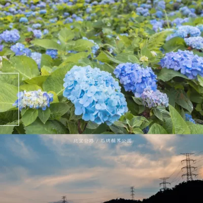 石牌縣界公園,一片水色繡球花,在北宜公路上模糊了劃分的交界